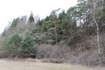 Bild 2 von BellaBianco